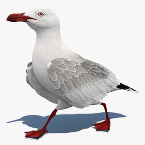 Rigged Seagull 3D Model Thumbnail