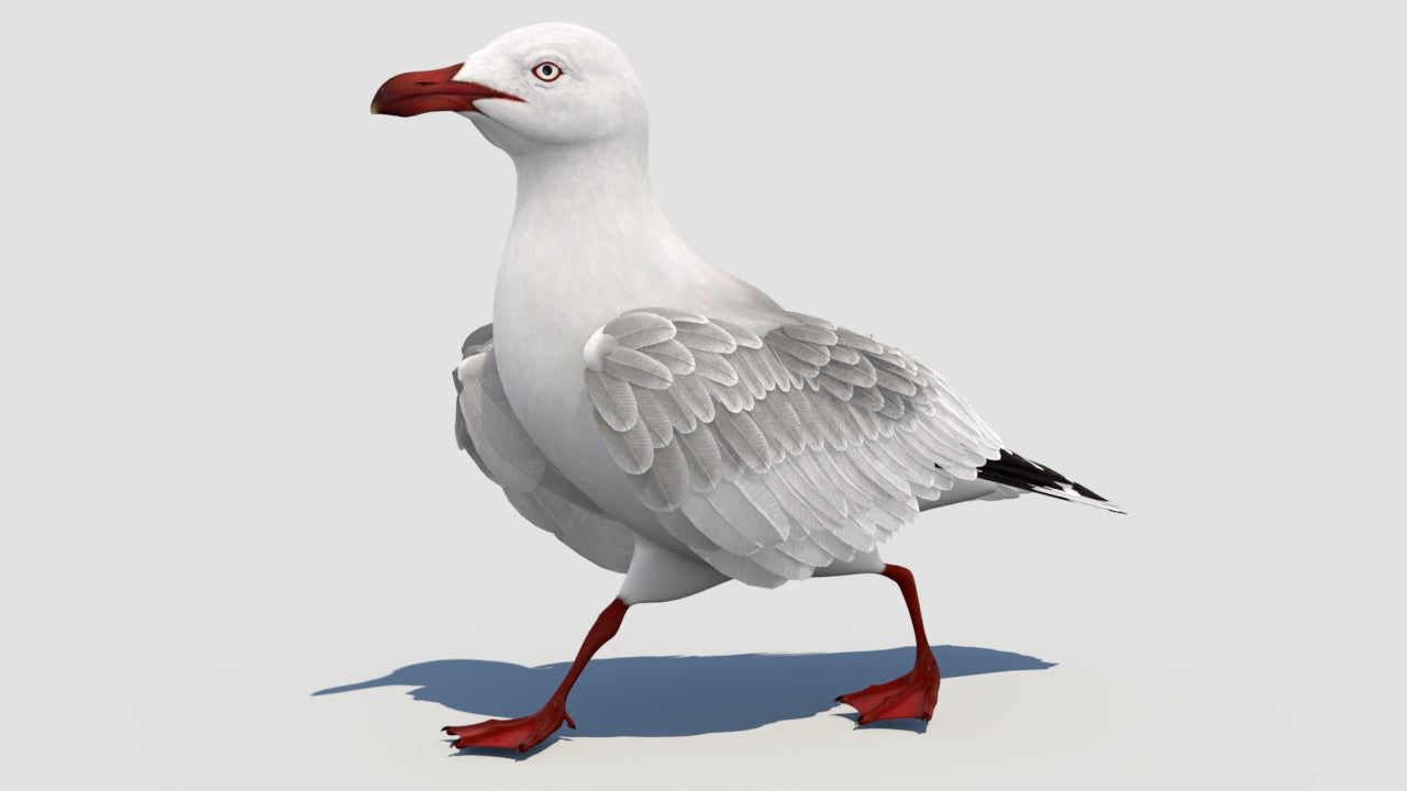 Rigged Seagull 3D Model