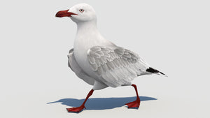 Rigged Seagull 3D Model Thumbnail