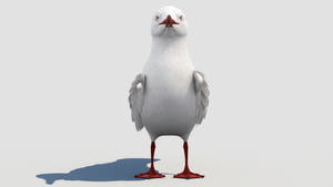 Rigged Seagull 3D Model Thumbnail