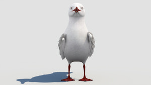 Rigged Seagull 3D Model Thumbnail