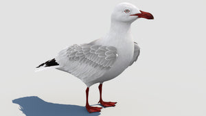 Rigged Seagull 3D Model Thumbnail
