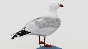 Rigged Seagull 3D Model Thumbnail