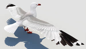 Rigged Seagull 3D Model Thumbnail