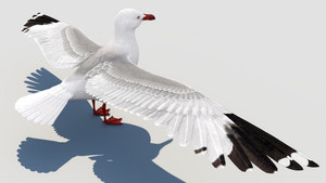 Rigged Seagull 3D Model Thumbnail