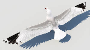 Rigged Seagull 3D Model Thumbnail