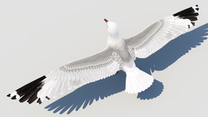 Rigged Seagull 3D Model Thumbnail