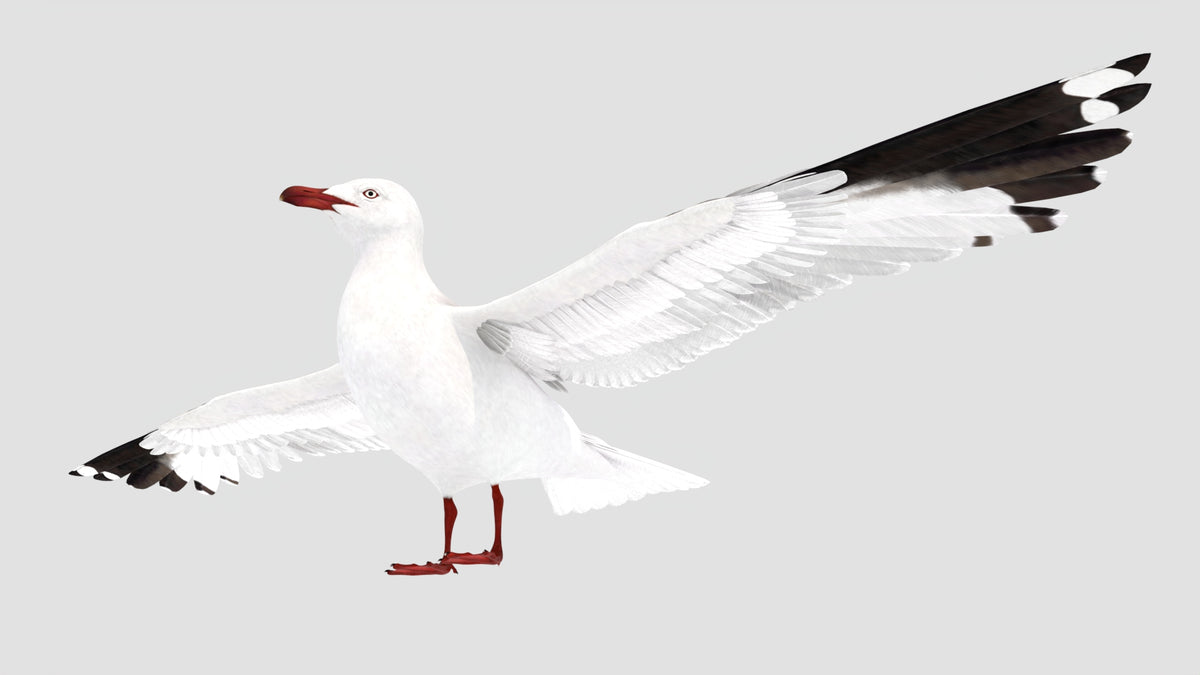Rigged Seagull 3D Model