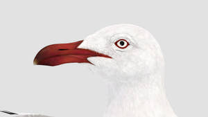 Rigged Seagull 3D Model Thumbnail