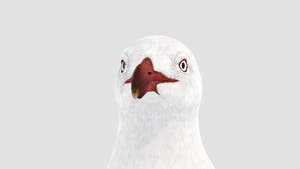 Rigged Seagull 3D Model Thumbnail