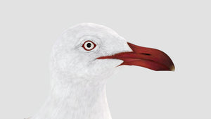 Rigged Seagull 3D Model Thumbnail