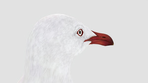 Rigged Seagull 3D Model Thumbnail