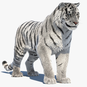 Rigged Siberian White Tiger 3D Model Thumbnail