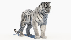 Rigged Siberian White Tiger 3D Model Thumbnail