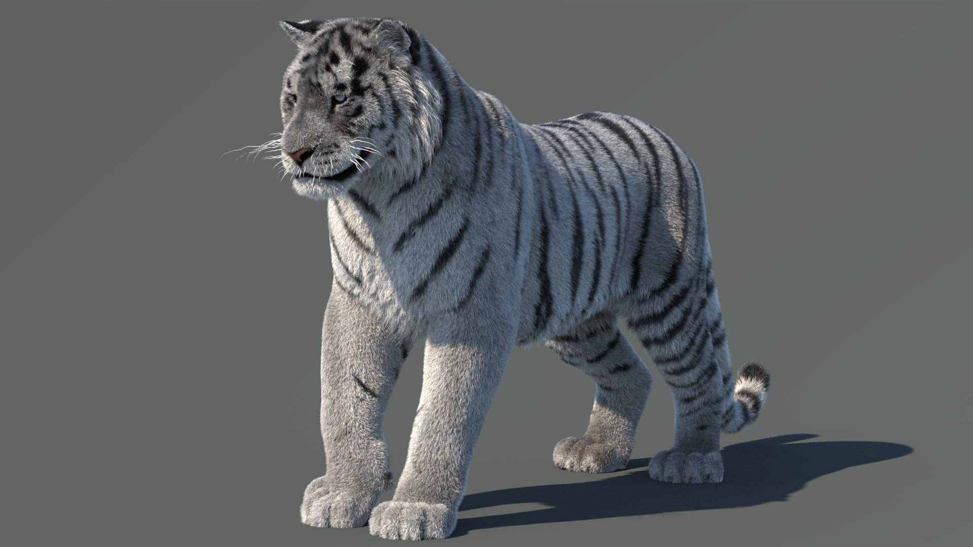 Rigged Siberian White Tiger 3D Model