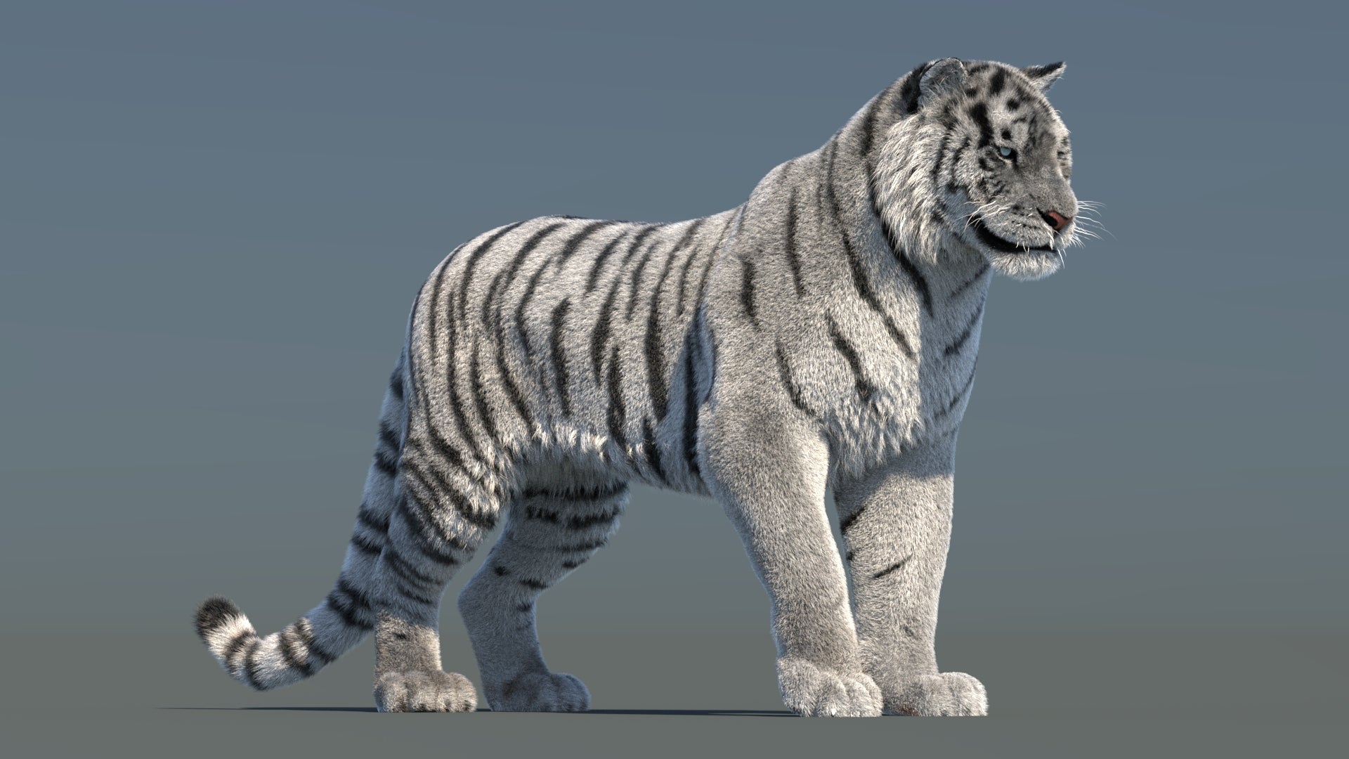 Rigged Siberian White Tiger 3D Model