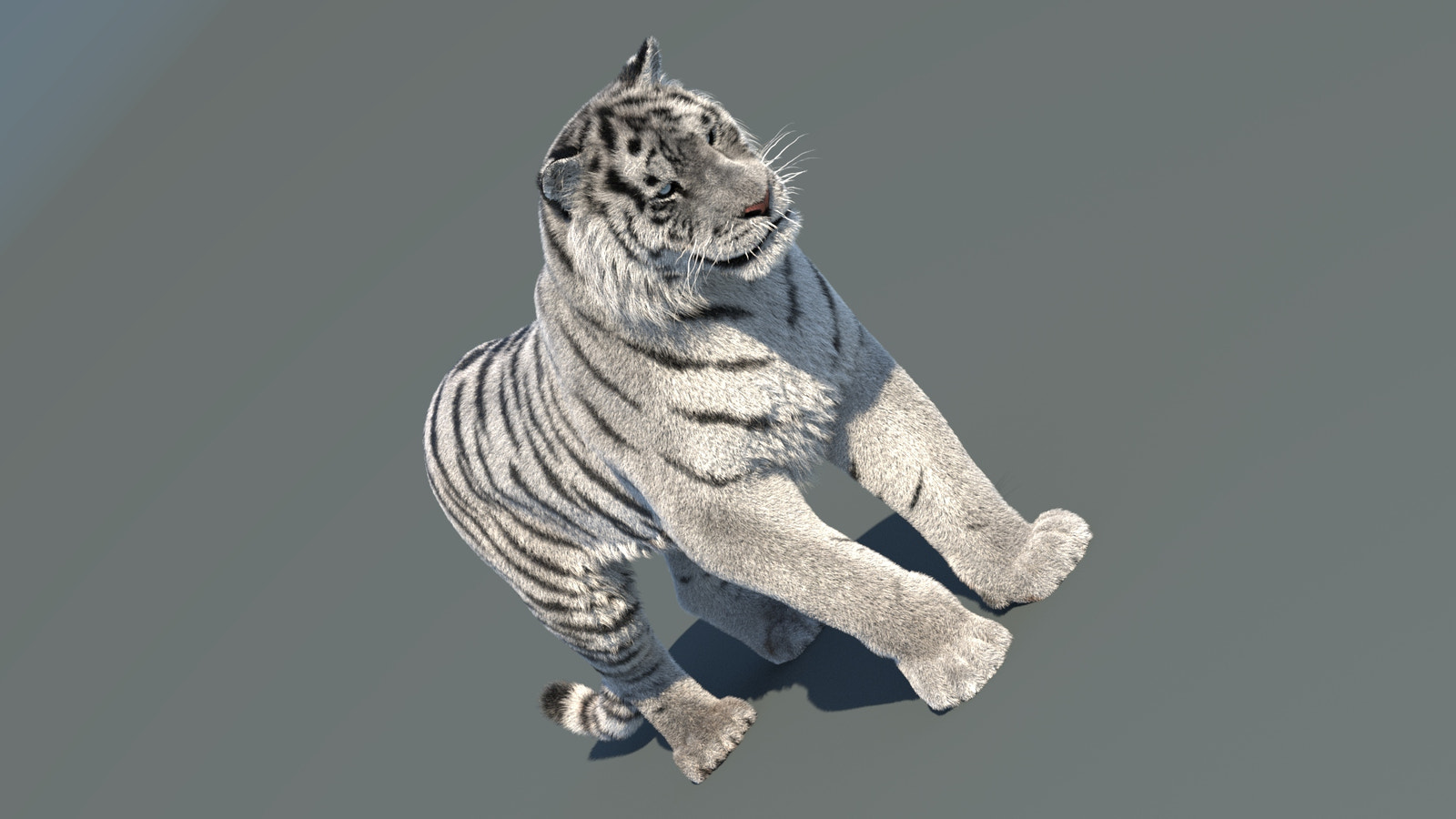 Rigged Siberian White Tiger 3D Model