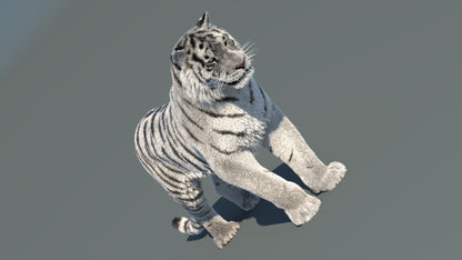 Rigged Siberian White Tiger 3D Model