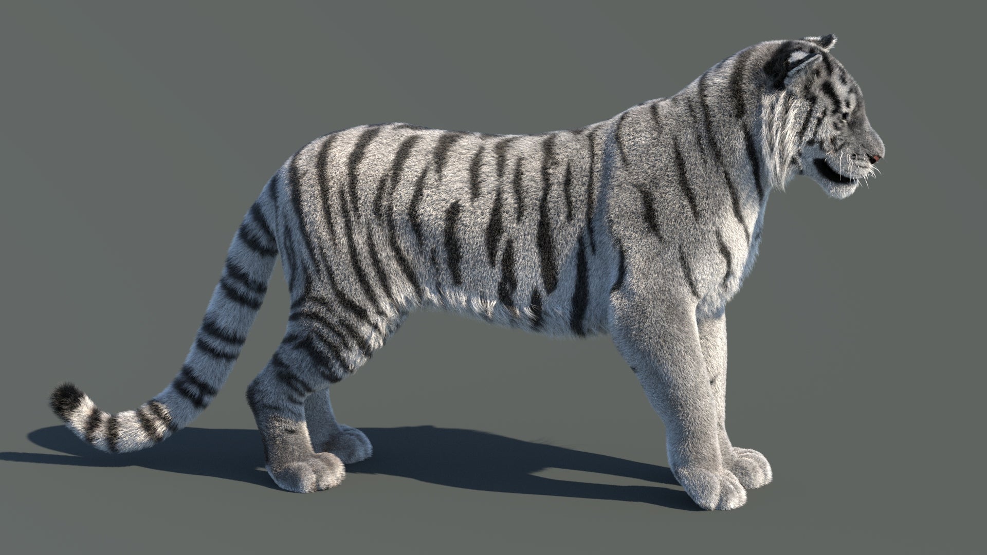Rigged Siberian White Tiger 3D Model
