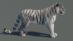 Rigged Siberian White Tiger 3D Model Thumbnail