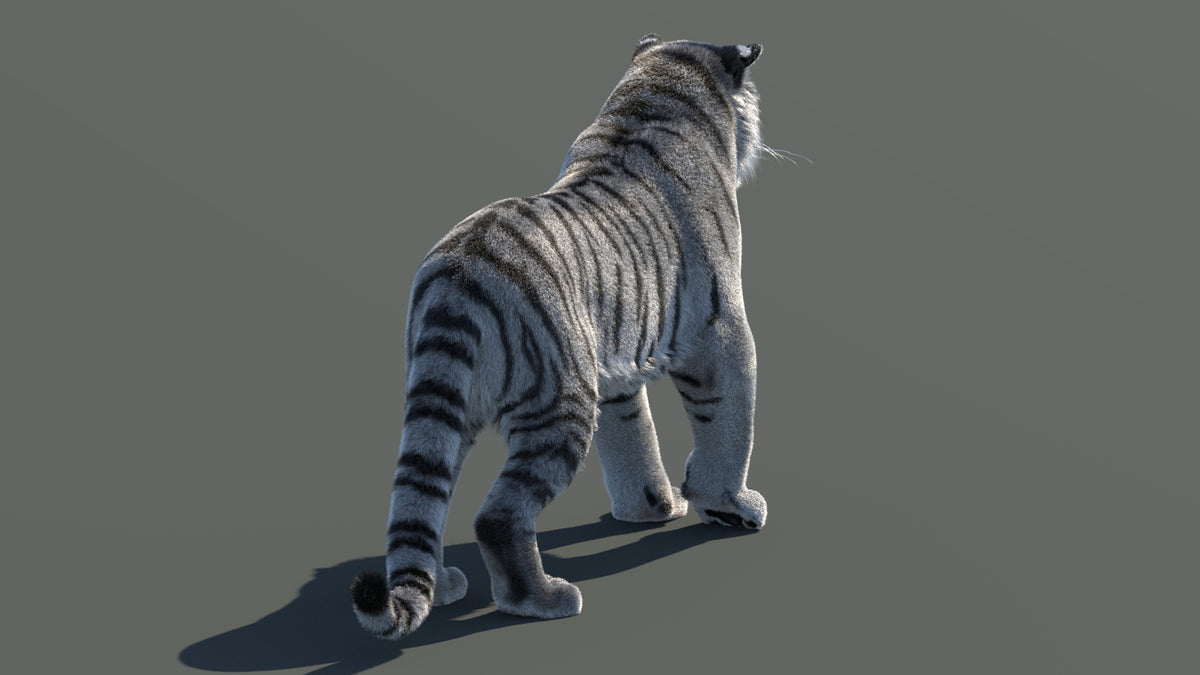 Rigged Siberian White Tiger 3D Model