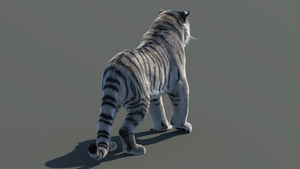 Rigged Siberian White Tiger 3D Model Thumbnail