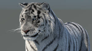 Rigged Siberian White Tiger 3D Model Thumbnail