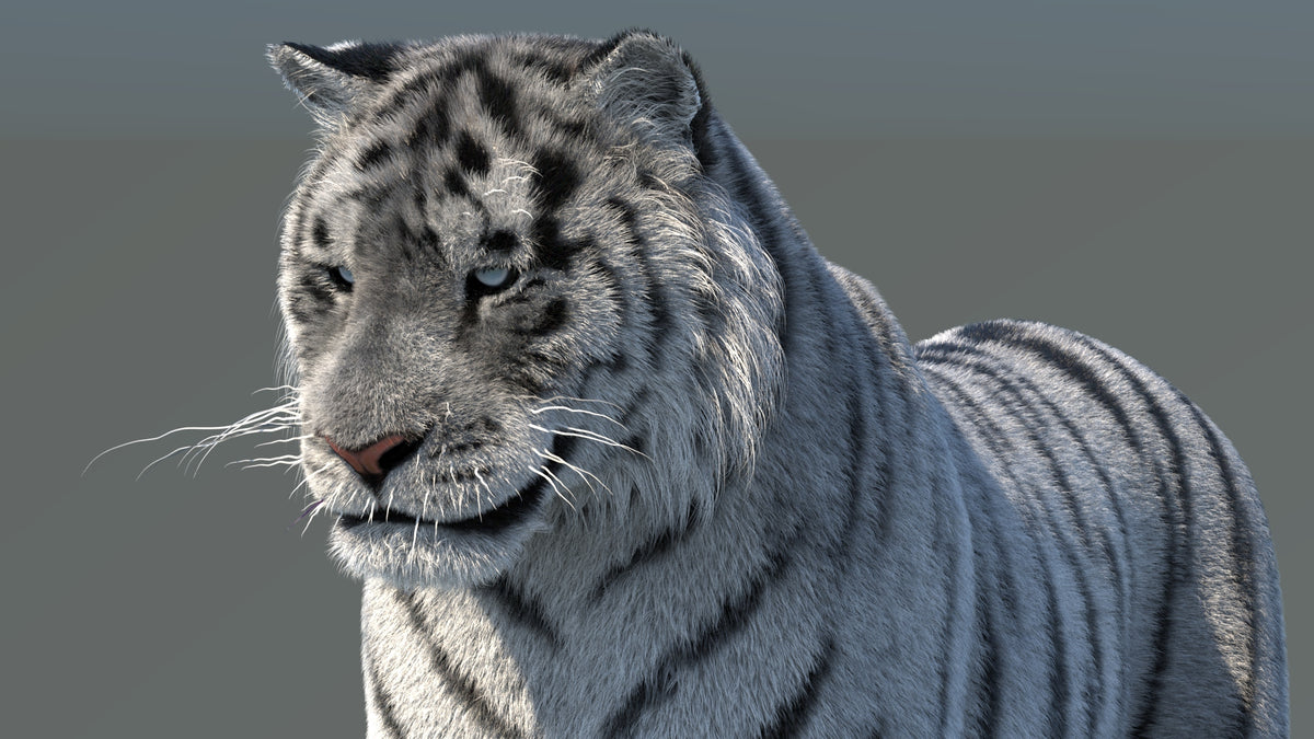 Rigged Siberian White Tiger 3D Model