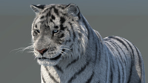 Rigged Siberian White Tiger 3D Model Thumbnail