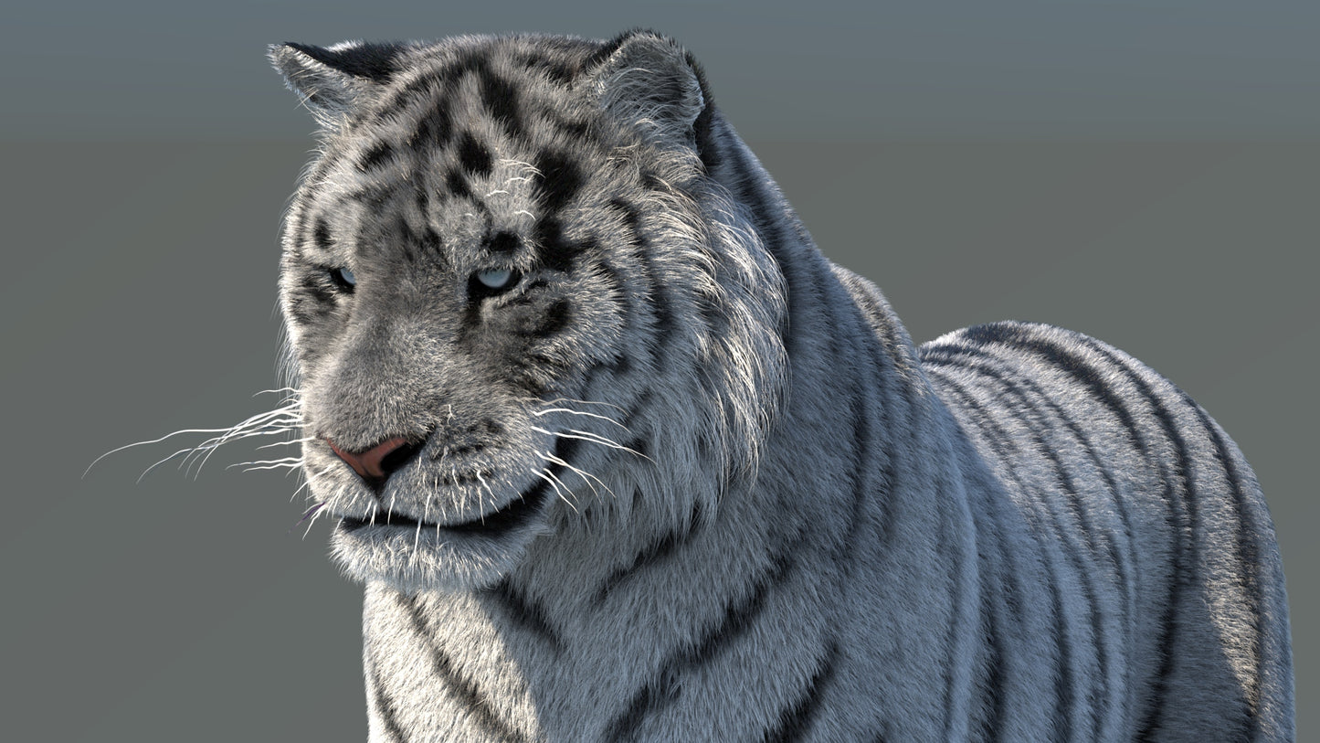 Rigged Siberian White Tiger 3D Model