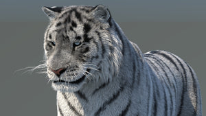 Rigged Siberian White Tiger 3D Model Thumbnail