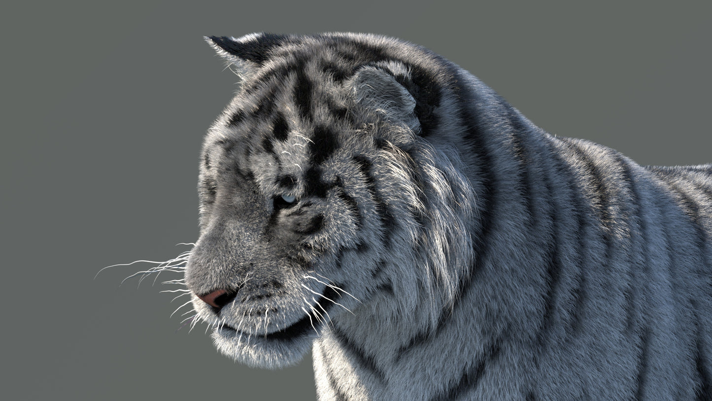 Rigged Siberian White Tiger 3D Model