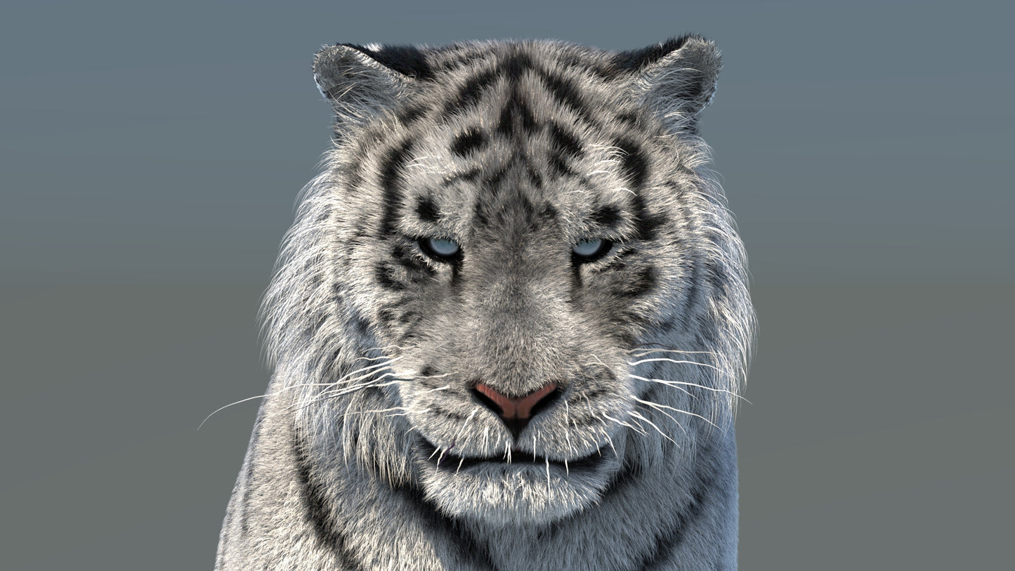 Rigged Siberian White Tiger 3D Model