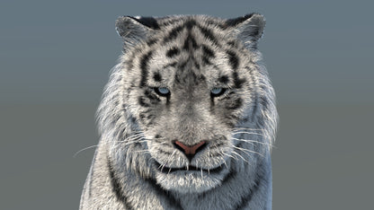 Rigged Siberian White Tiger 3D Model