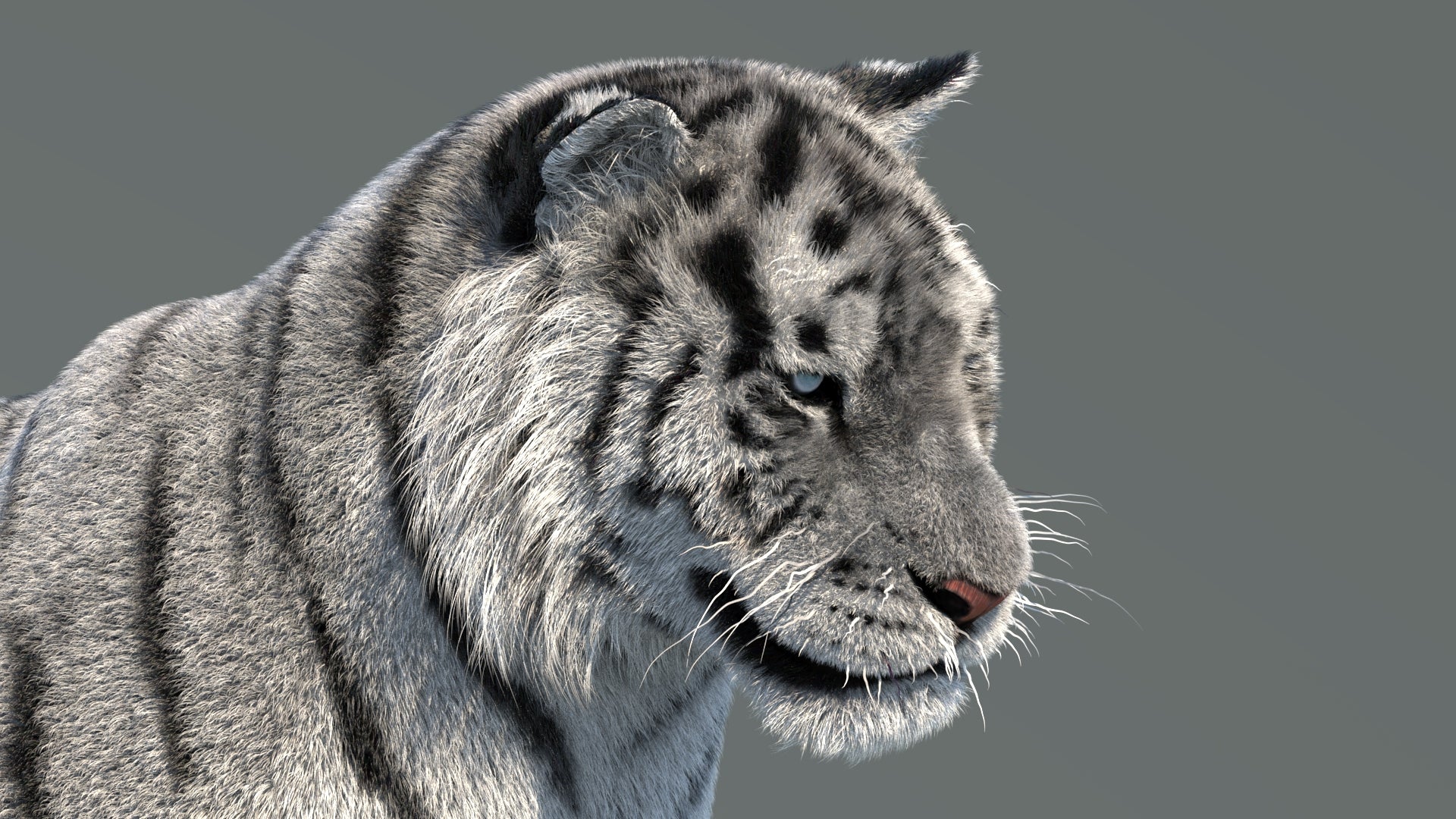 Rigged Siberian White Tiger 3D Model