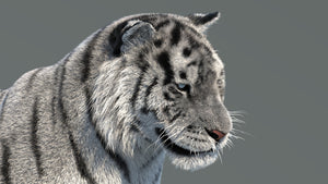 Rigged Siberian White Tiger 3D Model Thumbnail