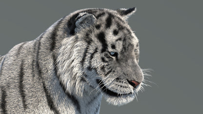 Rigged Siberian White Tiger 3D Model