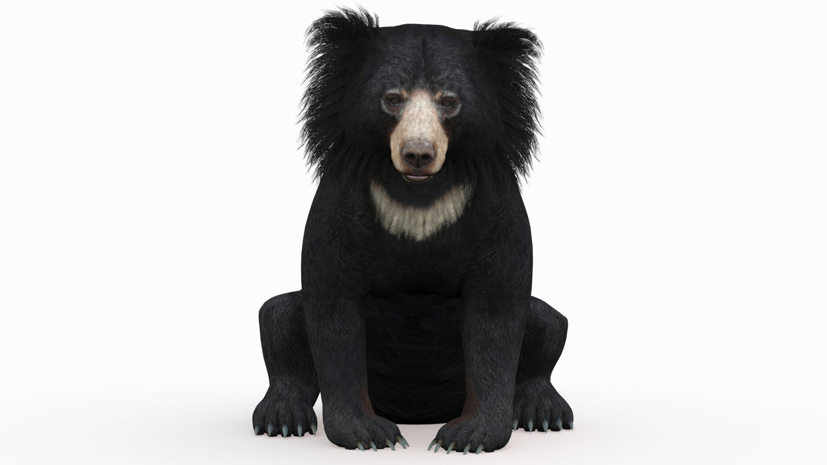 A 3D model of a sloth bear in a seated position.