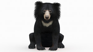 A 3D model of a sloth bear in a seated position. Thumbnail