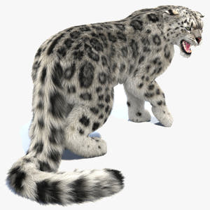 Rigged Snow Leopard 3D Model with Fur Thumbnail