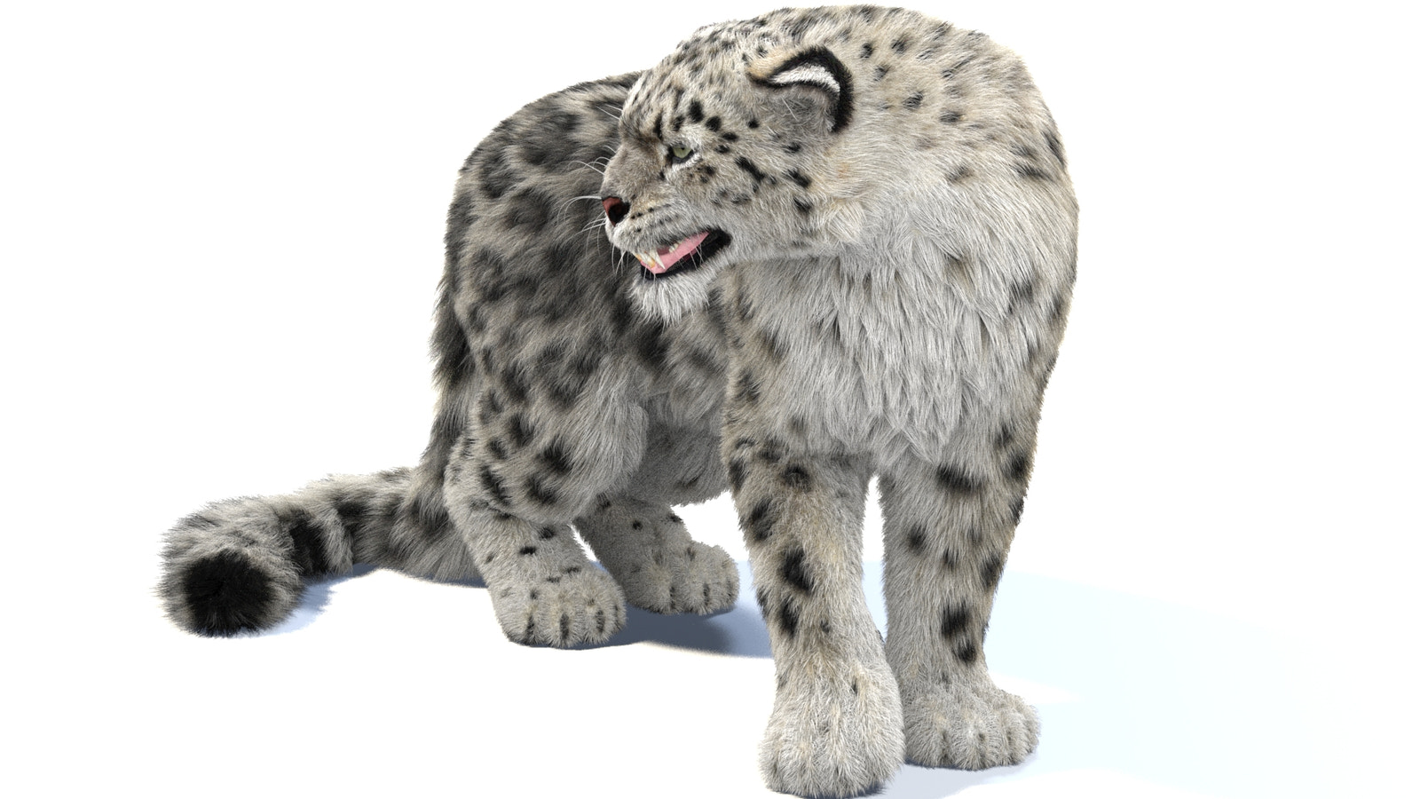 Rigged Snow Leopard 3D Model with Fur