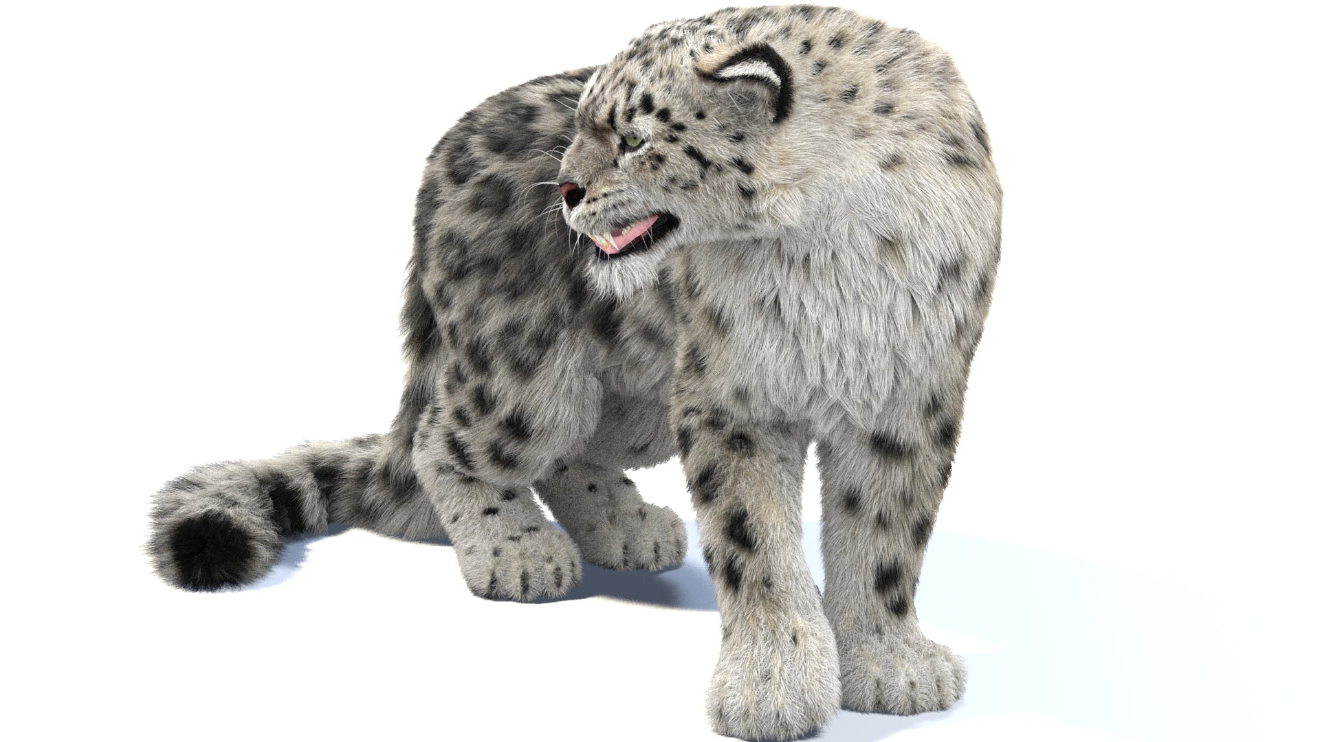 Rigged Snow Leopard 3D Model with Fur