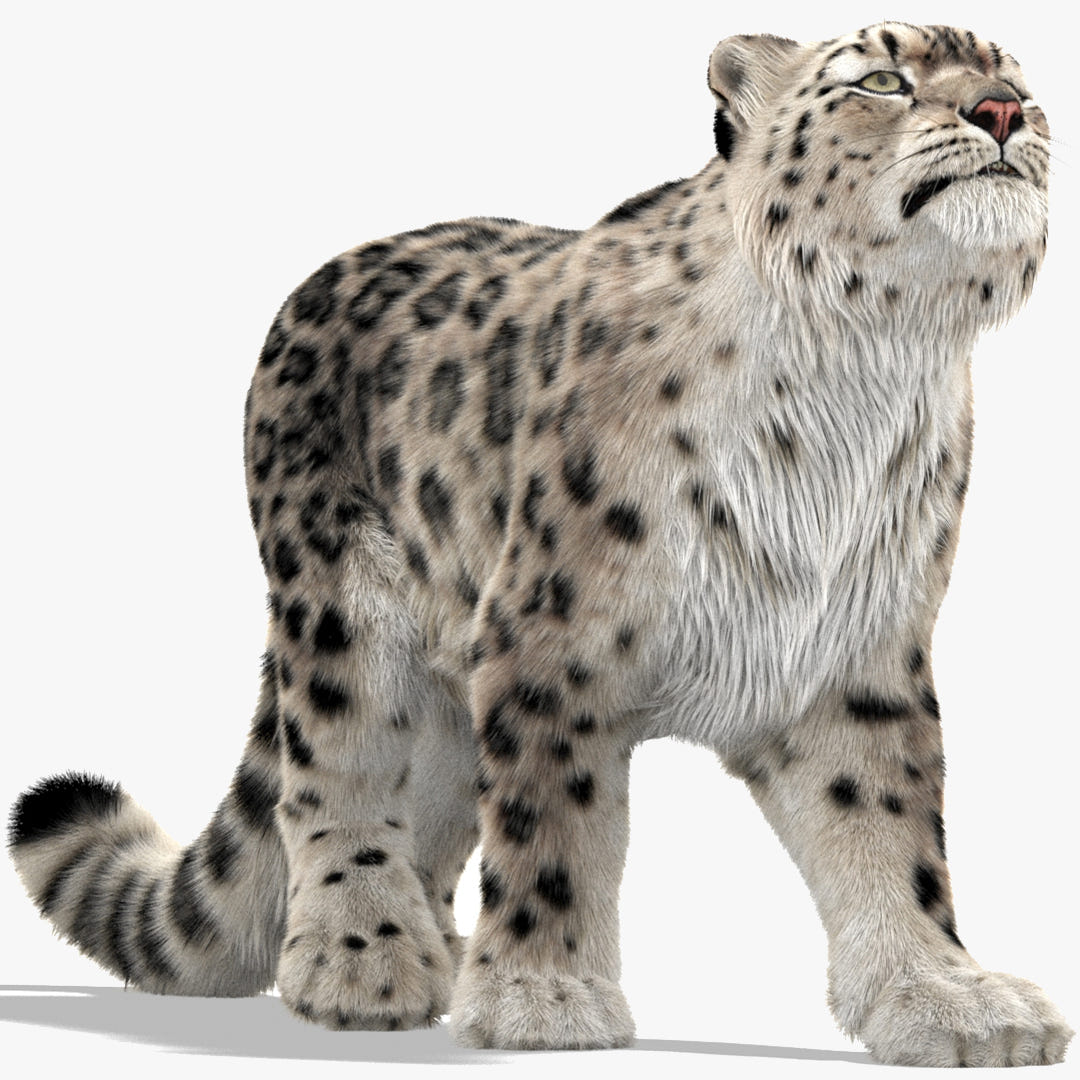 Rigged Snow Leopard 3D Model with Ornatrix Fur