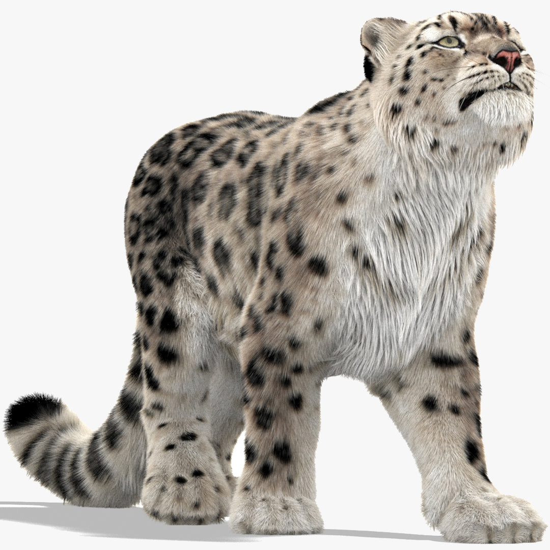 Rigged Snow Leopard 3D Model with Ornatrix Fur