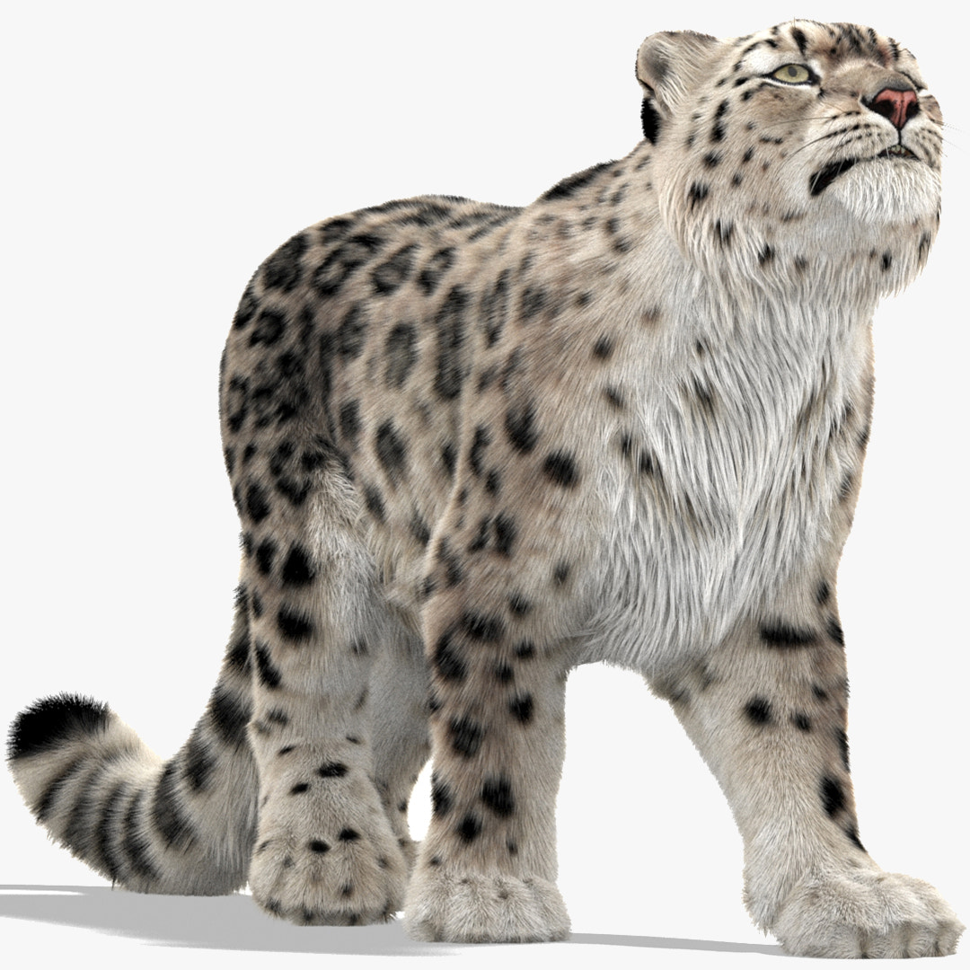 Rigged Snow Leopard 3D Model with Ornatrix Fur