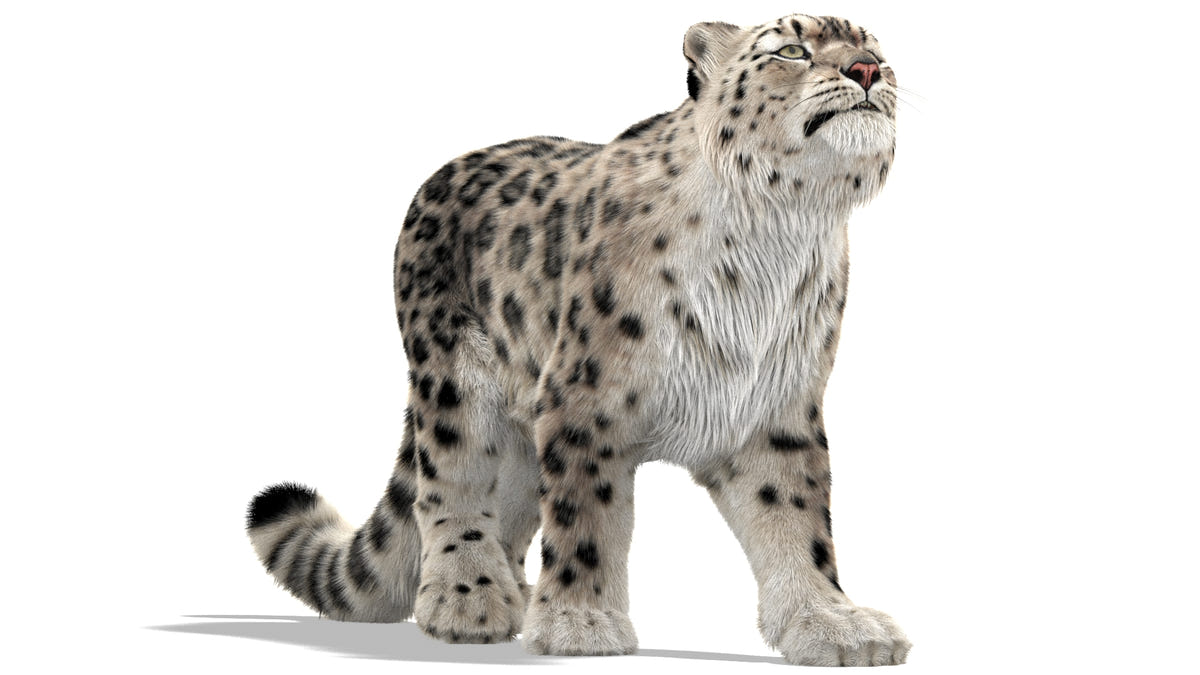 Rigged Snow Leopard 3D Model with Ornatrix Fur