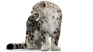 Rigged Snow Leopard 3D Model with Ornatrix Fur Thumbnail
