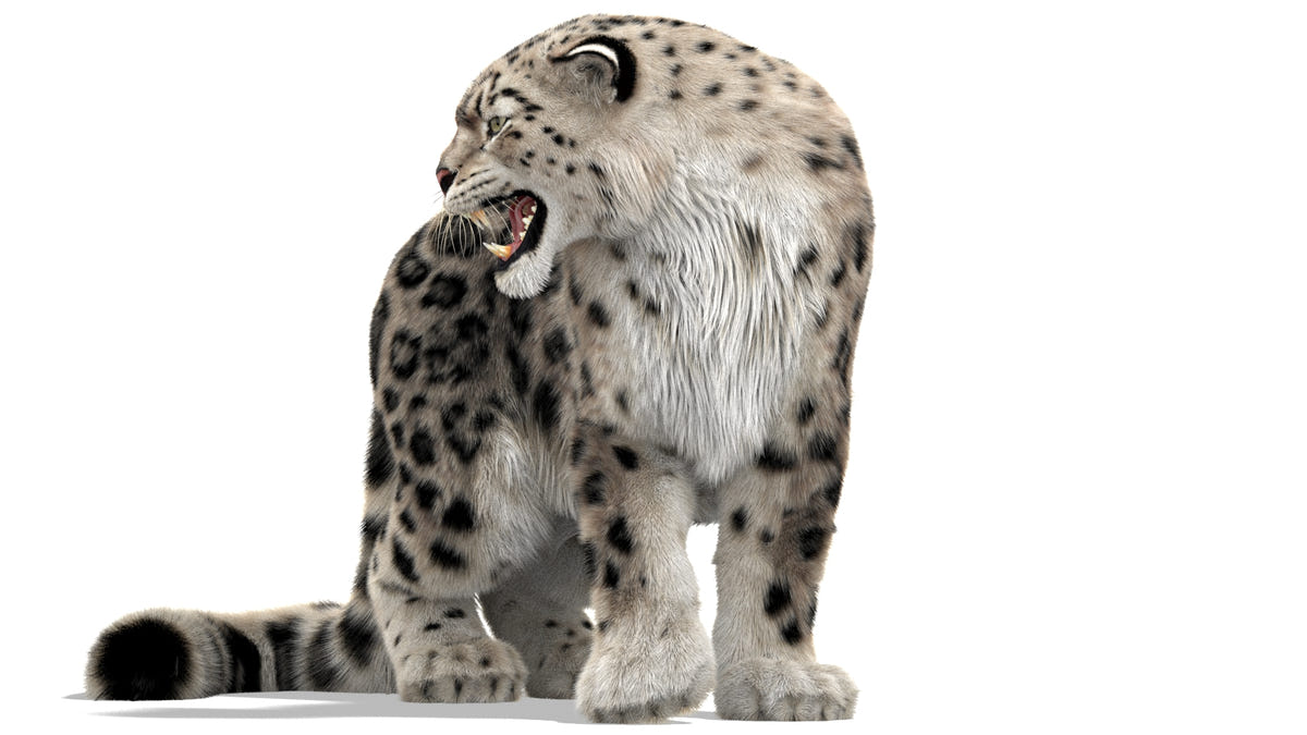 Rigged Snow Leopard 3D Model with Ornatrix Fur