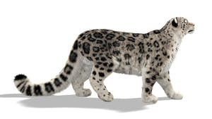 Rigged Snow Leopard 3D Model with Ornatrix Fur Thumbnail