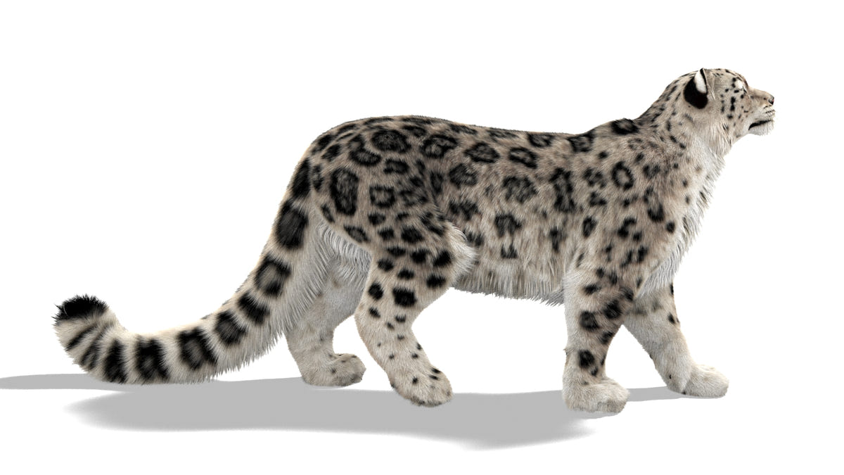 Rigged Snow Leopard 3D Model with Ornatrix Fur